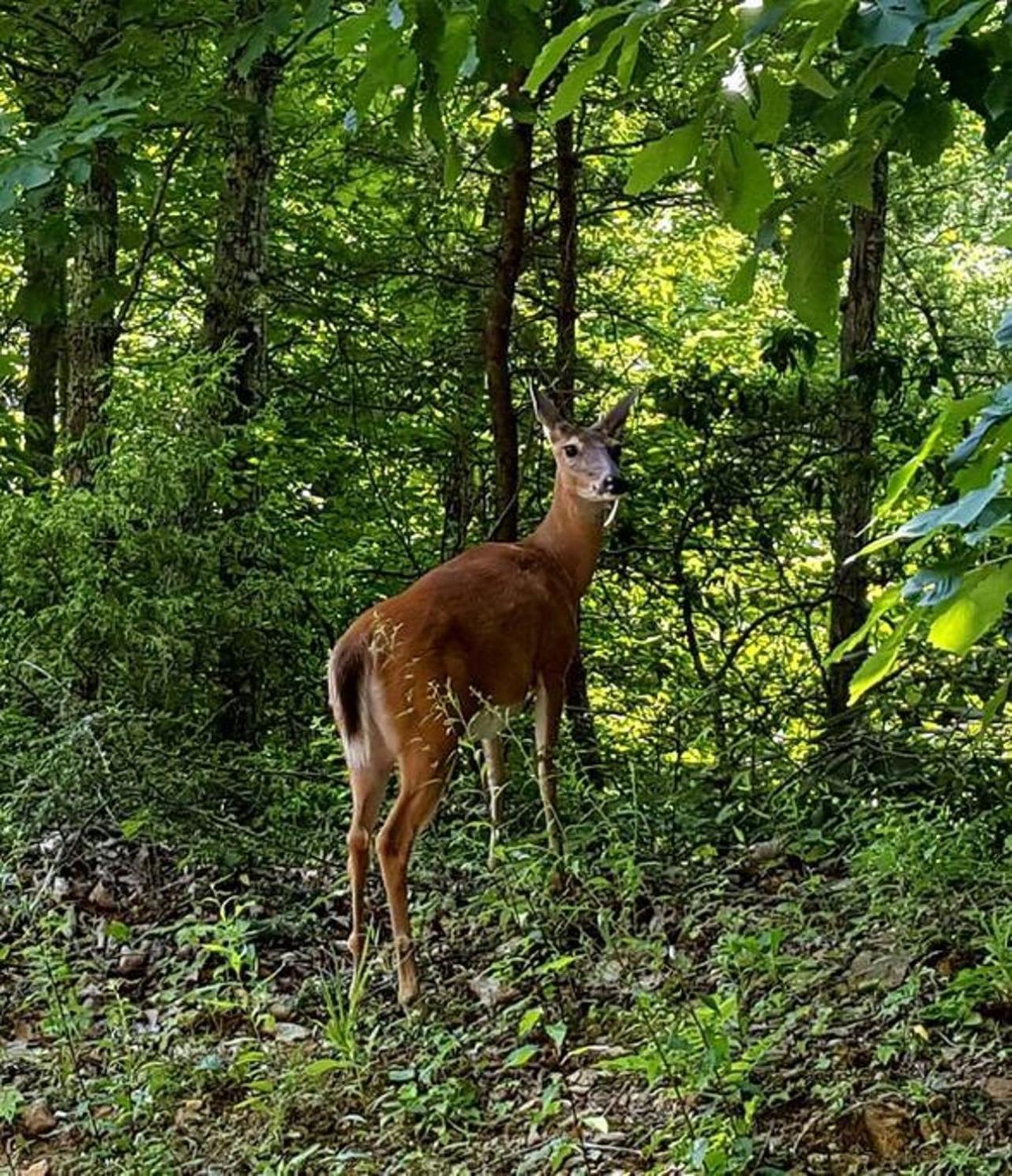 Peace, Serenity & Relaxation In The Smokies! ガトリンバーグ エクステリア 写真