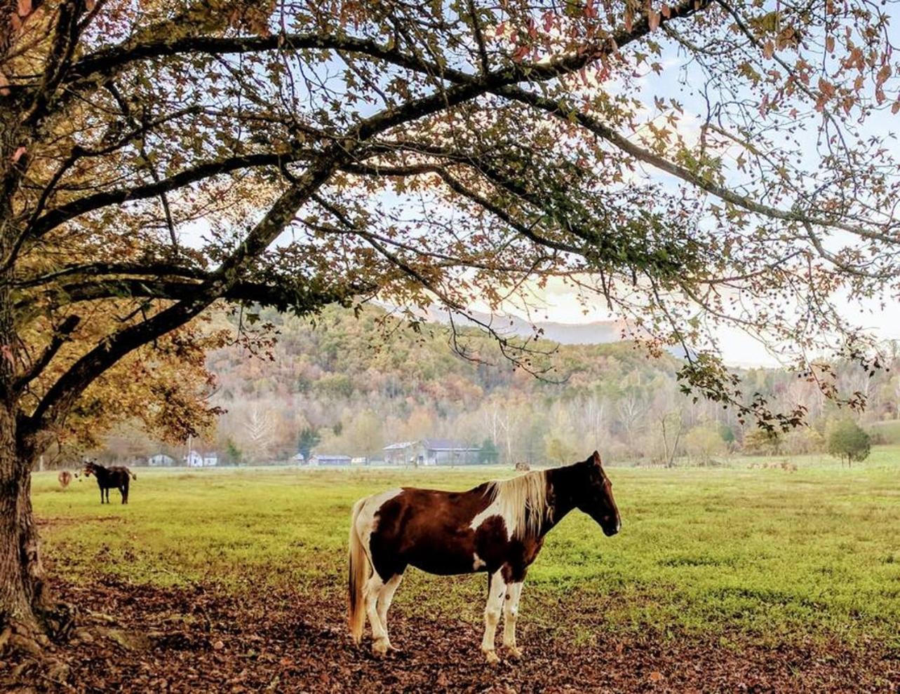 Peace, Serenity & Relaxation In The Smokies! ガトリンバーグ エクステリア 写真