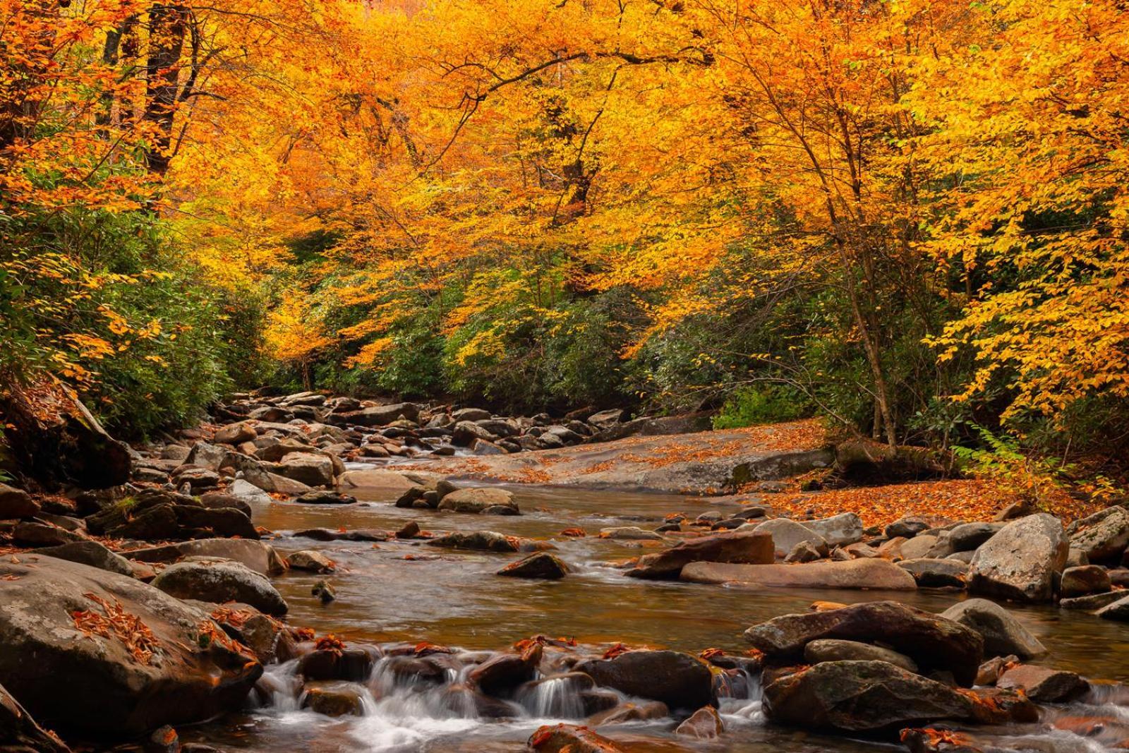 Peace, Serenity & Relaxation In The Smokies! ガトリンバーグ エクステリア 写真